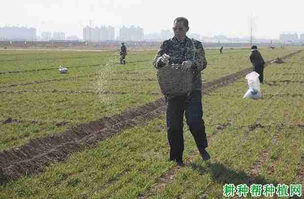 小麦什么时候需要追肥呢(小麦什么时候需要追肥肥料)